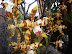 Exposición Orquídeas 2005