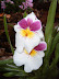 Exposición Orquídeas 2005