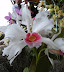 Exposición Orquídeas 2005