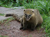 Un coatí
