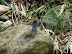 Aves en el Gallineral