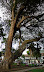 Ceiba de San Gil