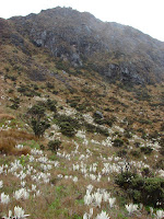 Flora de la región
