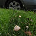 white dunce cap