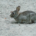 Eastern Cottontail