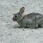 Eastern Cottontail