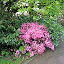 Azalea