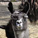 Llama