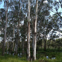 Cabbage Gum