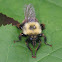 Bee-like Robber Fly