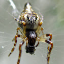 Trashline Orbweaver