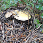 amanita phalloides