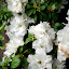 azalea