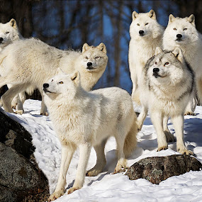 by Shelley O'Connell - Wildlife Mammals