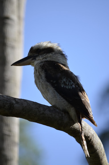 Spotting Image 1