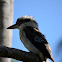 Kookaburra