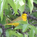 Yellow Warbler