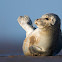 Foca gris