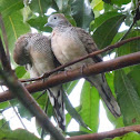 zebra dove