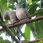 zebra dove