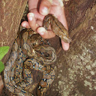 Reticulated Python
