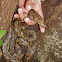 Reticulated Python