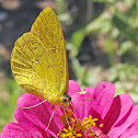 Large Orange Sulphur - female yellow-orange form