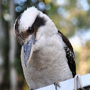 Laughing Kookaburra