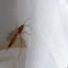 Ichneumon Wasp