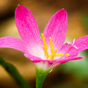 Pink Rain Lily
