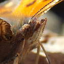 Eastern Comma