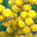 Tansy