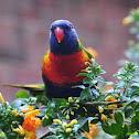 Rainbow lorikeet