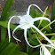 Spider Lily