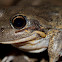 Pobblebonk; Northern Banjo Frog