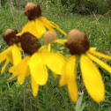 yellow coneflower