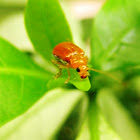 Cucurbit Leaf Beetle