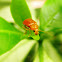 Cucurbit Leaf Beetle