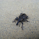 Hylobius abietis