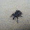 Hylobius abietis