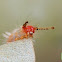 caterpillar