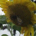 Monarch Butterfly