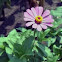 Zinnia