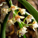 The Very Fragrant Tuberolabium
