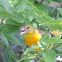 Baltimore Oriole