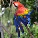 Scarlet Macaw