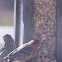 Red Crossbill
