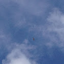Red-tailed Hawk
