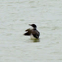 Common Loon
