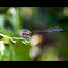 damselfly
